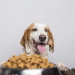 Alimentacion de Mascotas