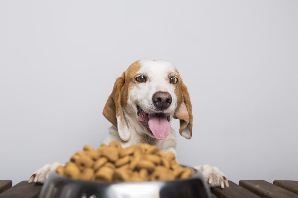 Alimentacion de Mascotas