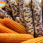 La Importancia Del Maíz En La Cocina Mexicana: Diferentes Variedades Y Usos