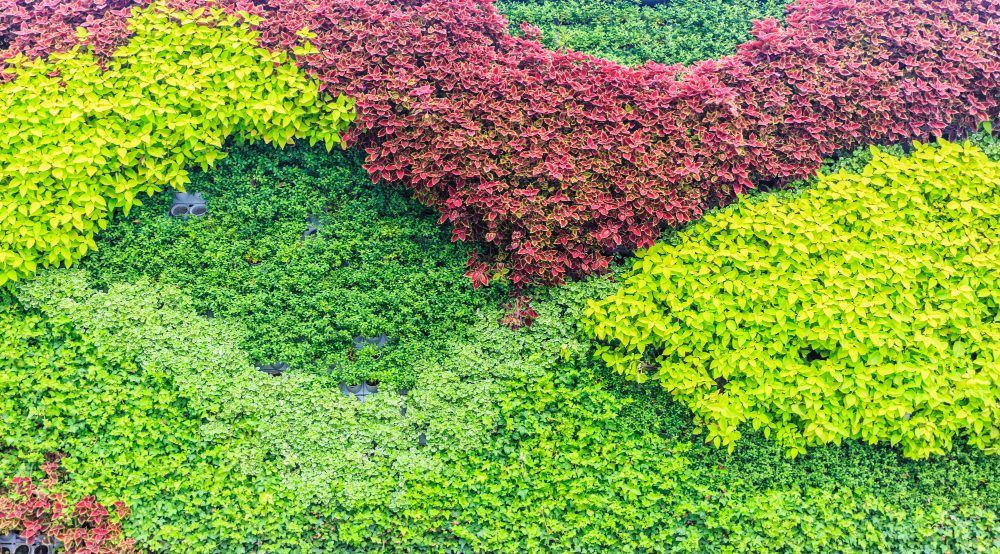 Muros Verdes Artificiales: Una Revolución Verde y Sostenible en la Arquitectura Urbana