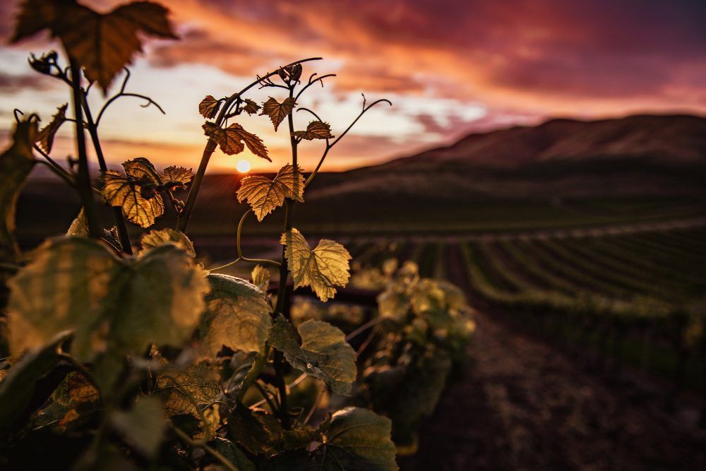 La Rioja: Tres zonas, 100 kilómetros de diversidad y mil vinos