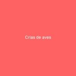 Crías de aves
