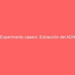 Experimento casero: Extracción del ADN