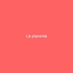 La placenta