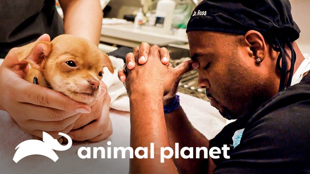 10 Estrategias Comprobadas para Veterinarios: Aumenta Tus Ventas en la Clínica