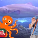 Visitar un Acuario: Guía Completa para Explorar y Aprender sobre la Vida Marina