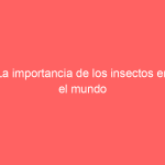 La importancia de los insectos en el mundo